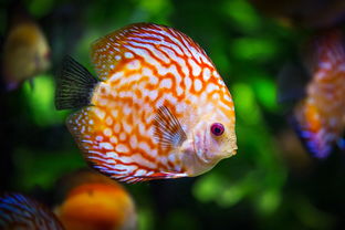 七彩神仙鱼，水族爱好者的梦幻之选，价格与养护全解析