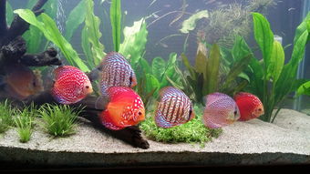 七彩神仙鱼，水族爱好者的梦幻之选，价格与养护全解析