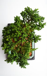 绿意盎然，新装修房屋的植物选择指南